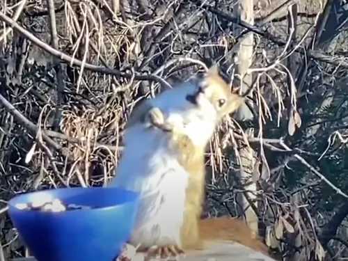 Un écureuil ivre après avoir mangé des fruits fermentés (Vidéo)